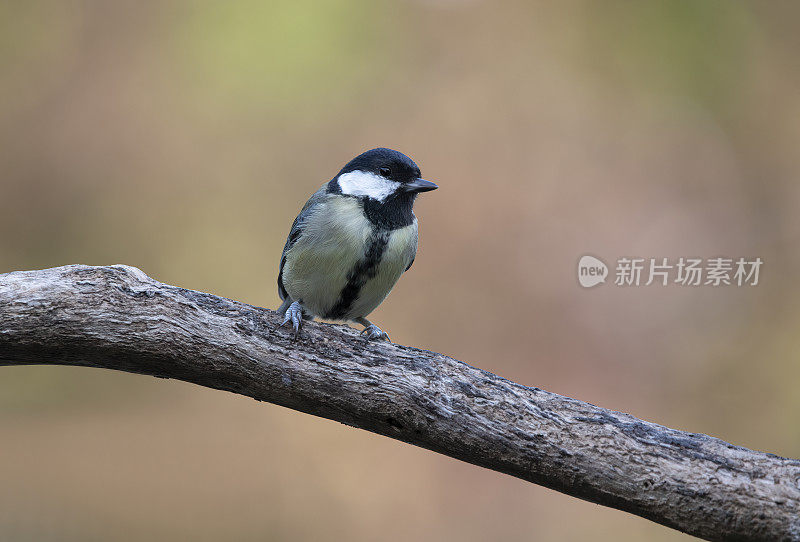 栖息大山雀(Parus Major)